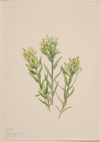 Pennello indiano bianco (Castilleja occidentalis) da Mary Vaux Walcott