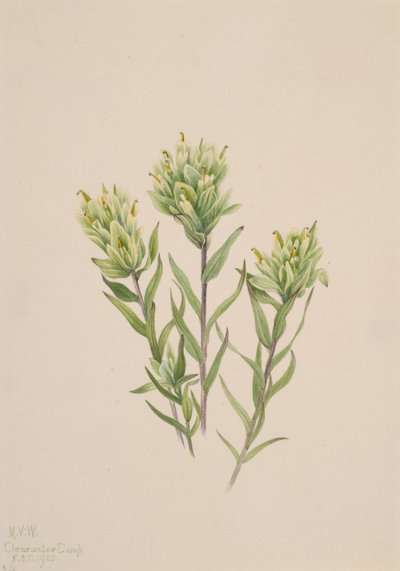 Pennello indiano bianco Castilleja occidentalis da Mary Vaux Walcott