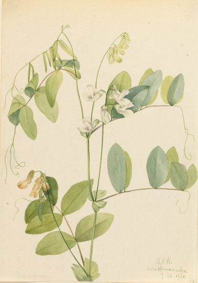 Pisello bianco Lathyrus ochroleucus da Mary Vaux Walcott
