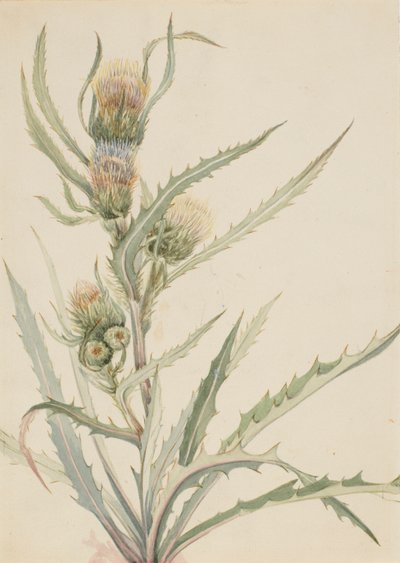 Cardo bianco Cirsium hookeranum, n.d. da Mary Vaux Walcott