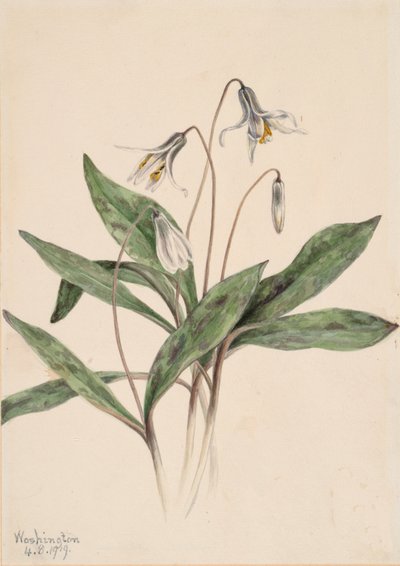 Troutlily bianco Erythronium albidum (1919) da Mary Vaux Walcott