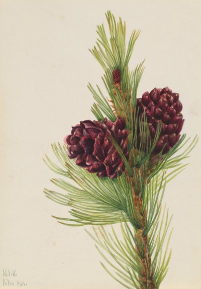 Pino bianco (Pinus albicaulis) da Mary Vaux Walcott