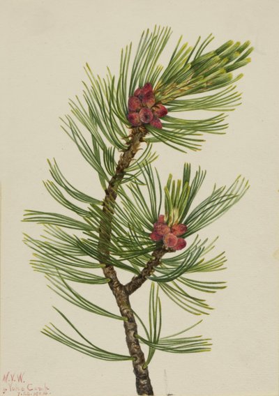 Pino bianco (Pinus albicaulis) da Mary Vaux Walcott