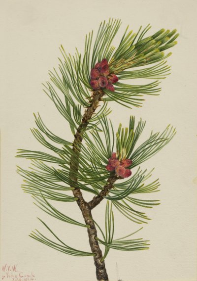 Pino Bianco Pinus albicaulis, 1924 da Mary Vaux Walcott