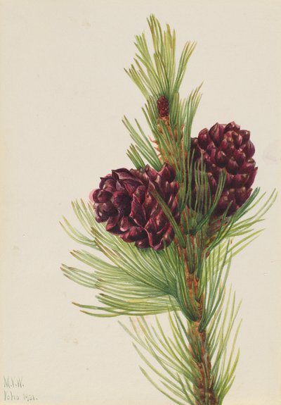 Pino bianco Pinus albicaulis da Mary Vaux Walcott