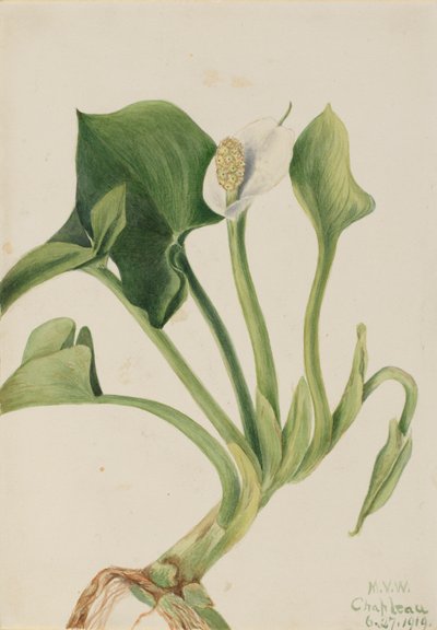 Calla selvatica (Calla palustris) da Mary Vaux Walcott
