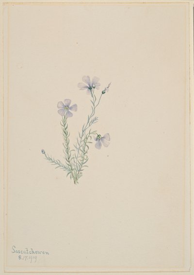 Lino selvatico (Linum lewisii) da Mary Vaux Walcott