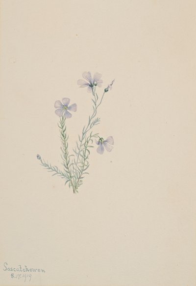 Lino selvatico Linum lewisii, 1919 da Mary Vaux Walcott