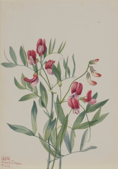 Pisello selvatico (Lathyrus decaphyllus) da Mary Vaux Walcott