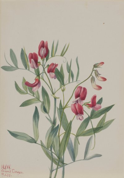 Pisello selvatico Lathyrus decaphyllus, 1938 da Mary Vaux Walcott