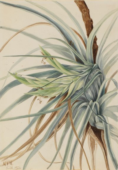 Wild Pineapple (Tillandsia fasciculata) da Mary Vaux Walcott
