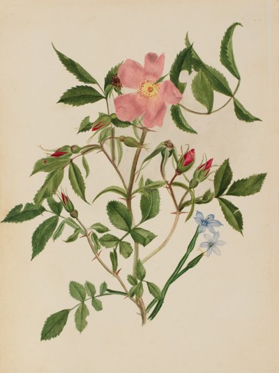 Rosa selvatica e erba dagli occhi azzurri Rosa species e Sisyrinchium species, n.d. da Mary Vaux Walcott