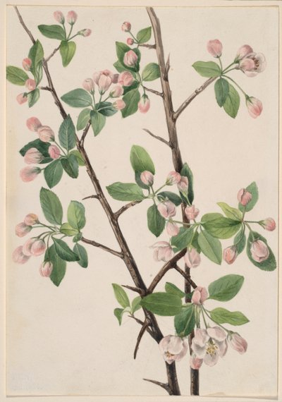 Granchio dolce selvatico (Malus coronaria) da Mary Vaux Walcott