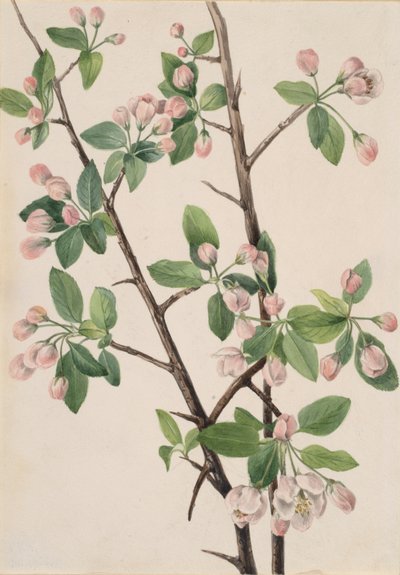 Melo Selvatico Dolce Malus coronaria da Mary Vaux Walcott