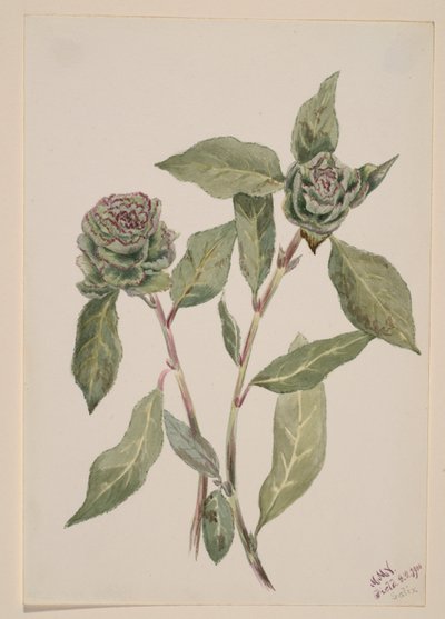 Salice (Salix) da Mary Vaux Walcott