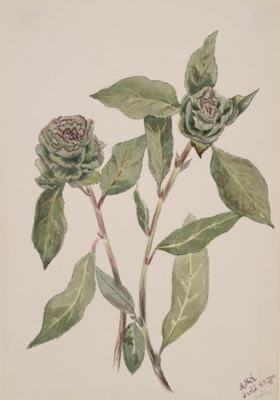 Salice da Mary Vaux Walcott