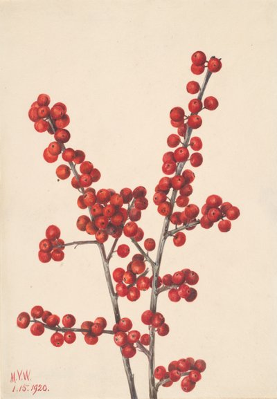 Winterberry Ilex verticillata da Mary Vaux Walcott