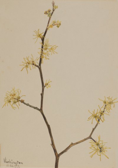 Amamelide Hamamelis virginiana da Mary Vaux Walcott