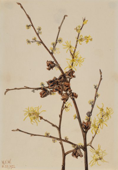 Amamelide Hamamelis virginiana, 1922 da Mary Vaux Walcott