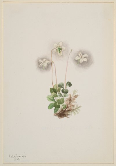 Ninfa dei boschi (Moneses uniflora) da Mary Vaux Walcott