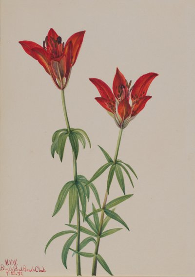 Giglio di bosco (Lilium philadelphicum) da Mary Vaux Walcott