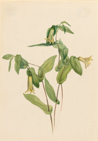 Wood Merrybells (Uvularia perfoliata) da Mary Vaux Walcott