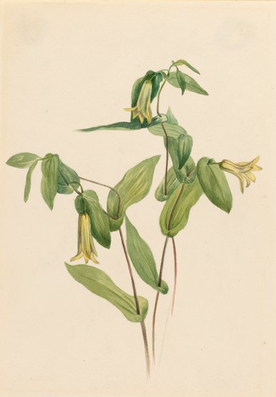 Campanellini di legno Uvularia perfoliata, n.d. da Mary Vaux Walcott