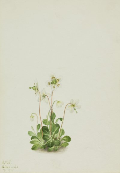 Ninfa dei boschi Moneses uniflora da Mary Vaux Walcott