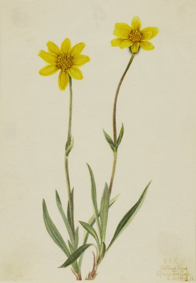 Woolly Arnica (Arnica tomentosa) da Mary Vaux Walcott