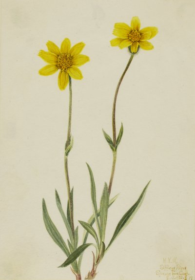 Arnica lanosa Arnica tomentosa, 1920 da Mary Vaux Walcott