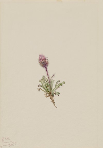 Erigeron lanatus da Mary Vaux Walcott