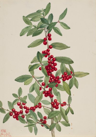 Yaupon Ilex vomitoria da Mary Vaux Walcott