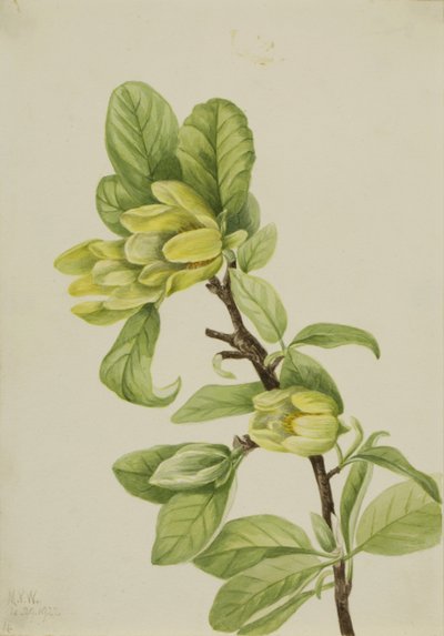 Albero del cetriolo giallo (Magnolia cordata) da Mary Vaux Walcott