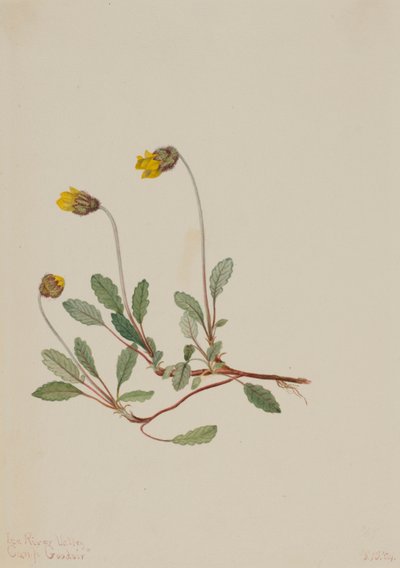 Driade gialla (Dryas drummondii) da Mary Vaux Walcott