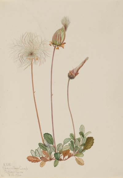 Driade gialla (frutto) (Dryas drummondii) da Mary Vaux Walcott