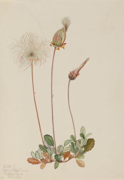 Frutto di Dryade gialla Dryas drummondii, 1920 da Mary Vaux Walcott