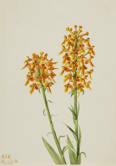 Yellow Fringe Orchid (Habenaria ciliaris) da Mary Vaux Walcott