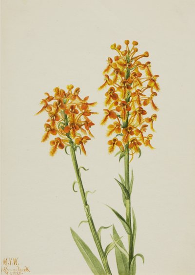 Orchidea con frangia gialla Habenaria ciliaris, 1926 da Mary Vaux Walcott
