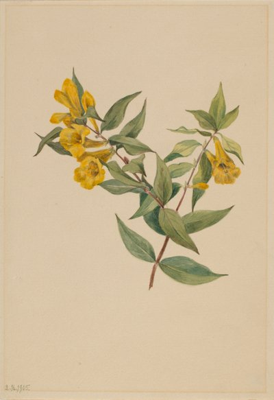 Gelsomino giallo (Gelsemium sempervirens) da Mary Vaux Walcott