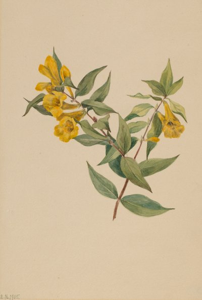 Gelsomino giallo Gelsemium sempervirens, 1905 da Mary Vaux Walcott
