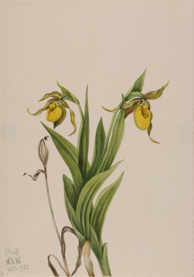 Scarpetta gialla Cypripedium parviflorum, 1920 da Mary Vaux Walcott