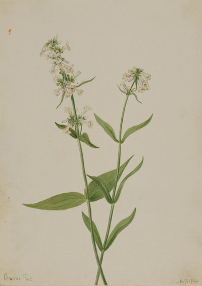 Pentstemon giallo (Pentstemon confertus) da Mary Vaux Walcott