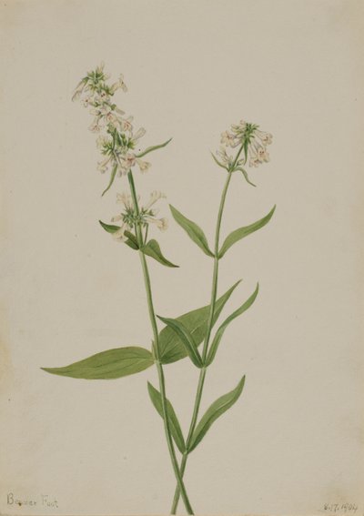Pentstemon giallo Pentstemon confertus da Mary Vaux Walcott
