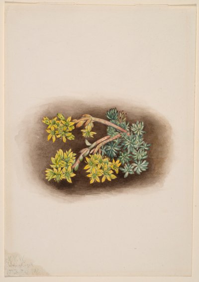 Sedum stenopetalum (Sedum giallo) da Mary Vaux Walcott