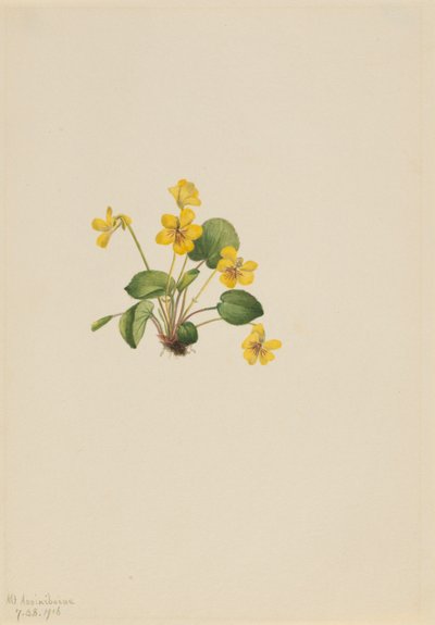 Viola gialla (Viola orbiculata) da Mary Vaux Walcott
