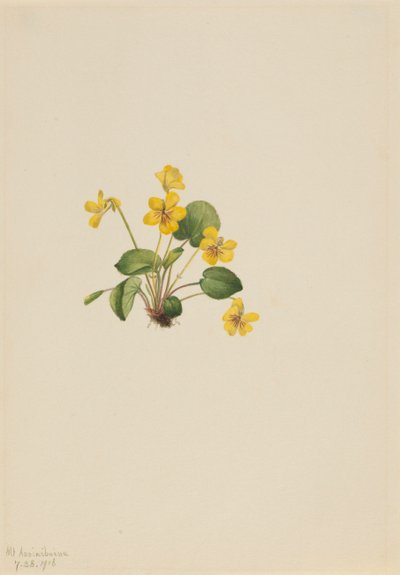 Viola gialla da Mary Vaux Walcott