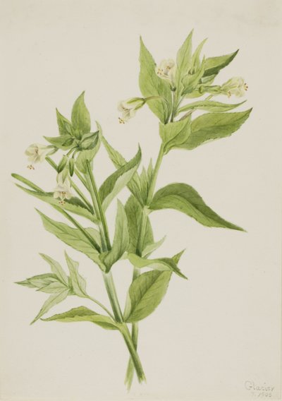 Salice giallo (Epilobium lutem) da Mary Vaux Walcott