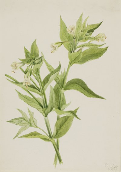 Salice Giallo Epilobium lutem da Mary Vaux Walcott