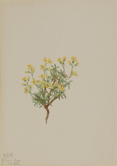 Erba gialla di salice da Mary Vaux Walcott
