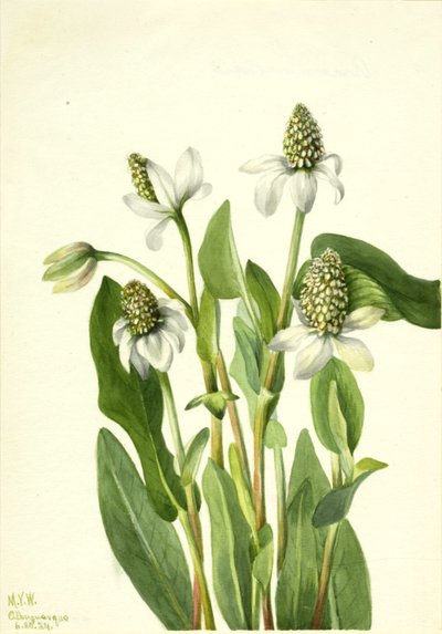 Yerba Mansa Anemopsis californica, 1934 da Mary Vaux Walcott
